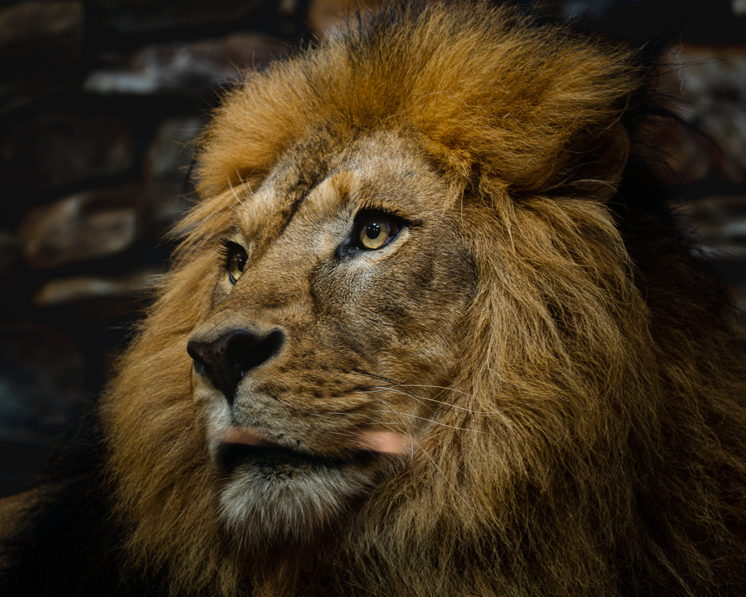 写真撮影・現像 - 写真、動画の撮影・編集はDFB