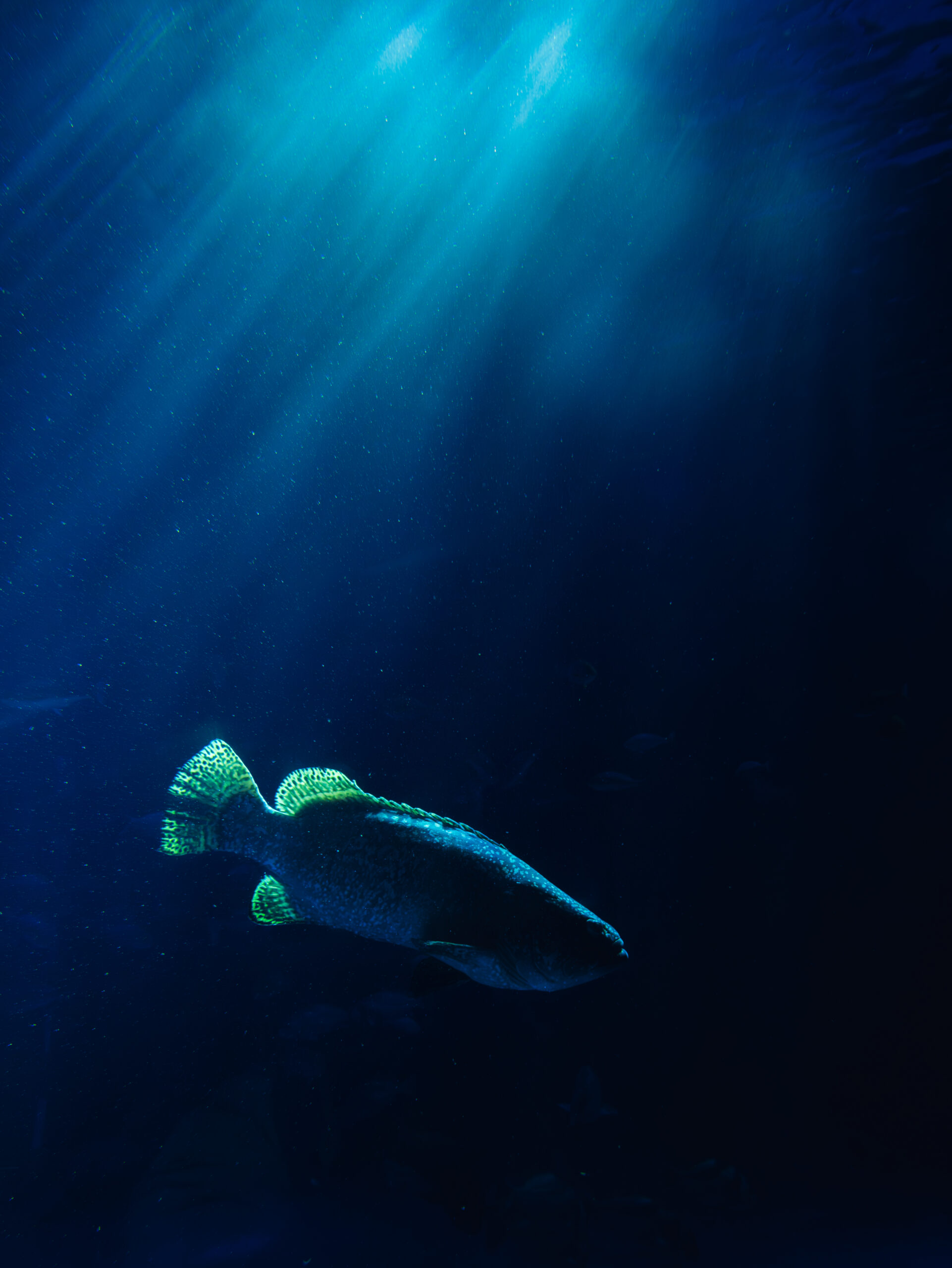 写真撮影・現像 - 写真、動画の撮影・編集はDFB