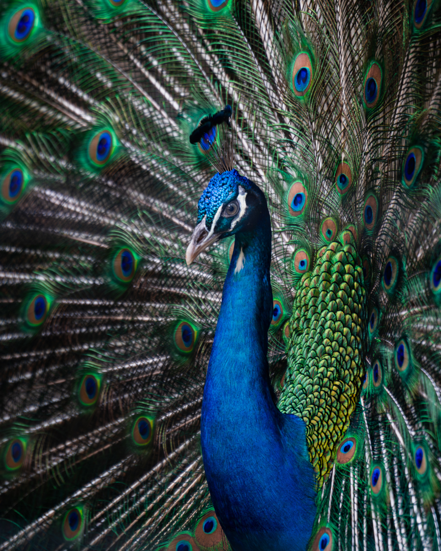 写真撮影・現像 - 写真、動画の撮影・編集はDFB