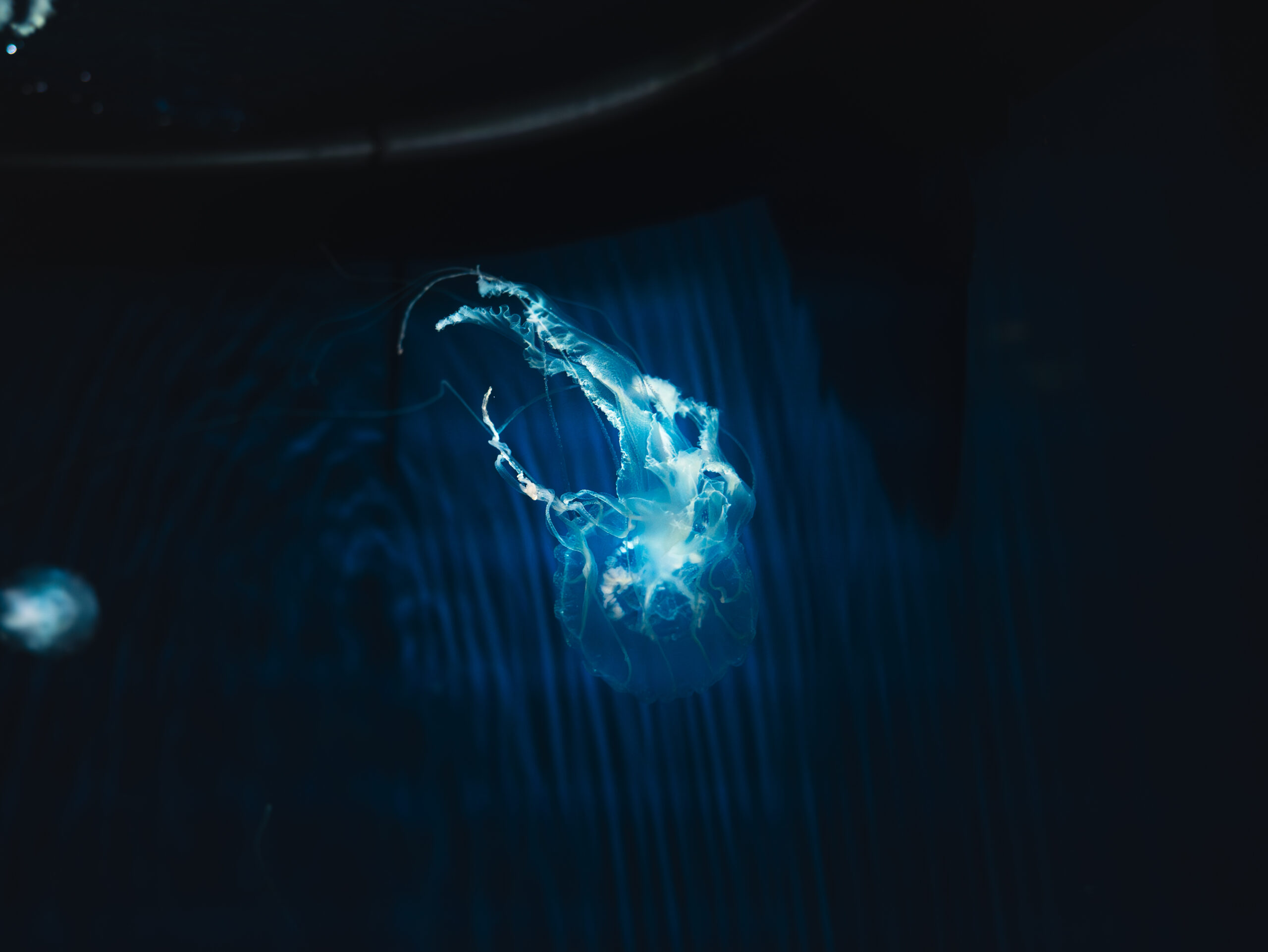 写真撮影・現像 - 写真、動画の撮影・編集はDFB