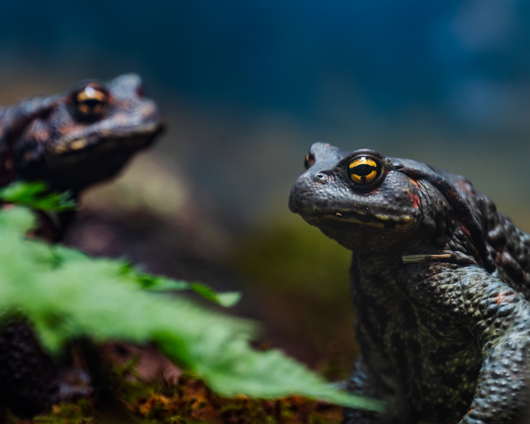 写真撮影・現像 - 写真、動画の撮影・編集はDFB