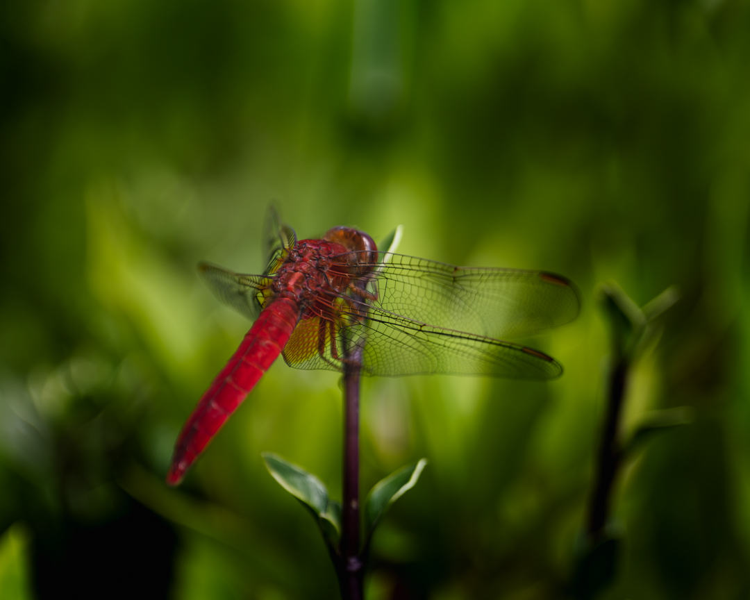 写真撮影・現像 - 写真、動画の撮影・編集はDFB