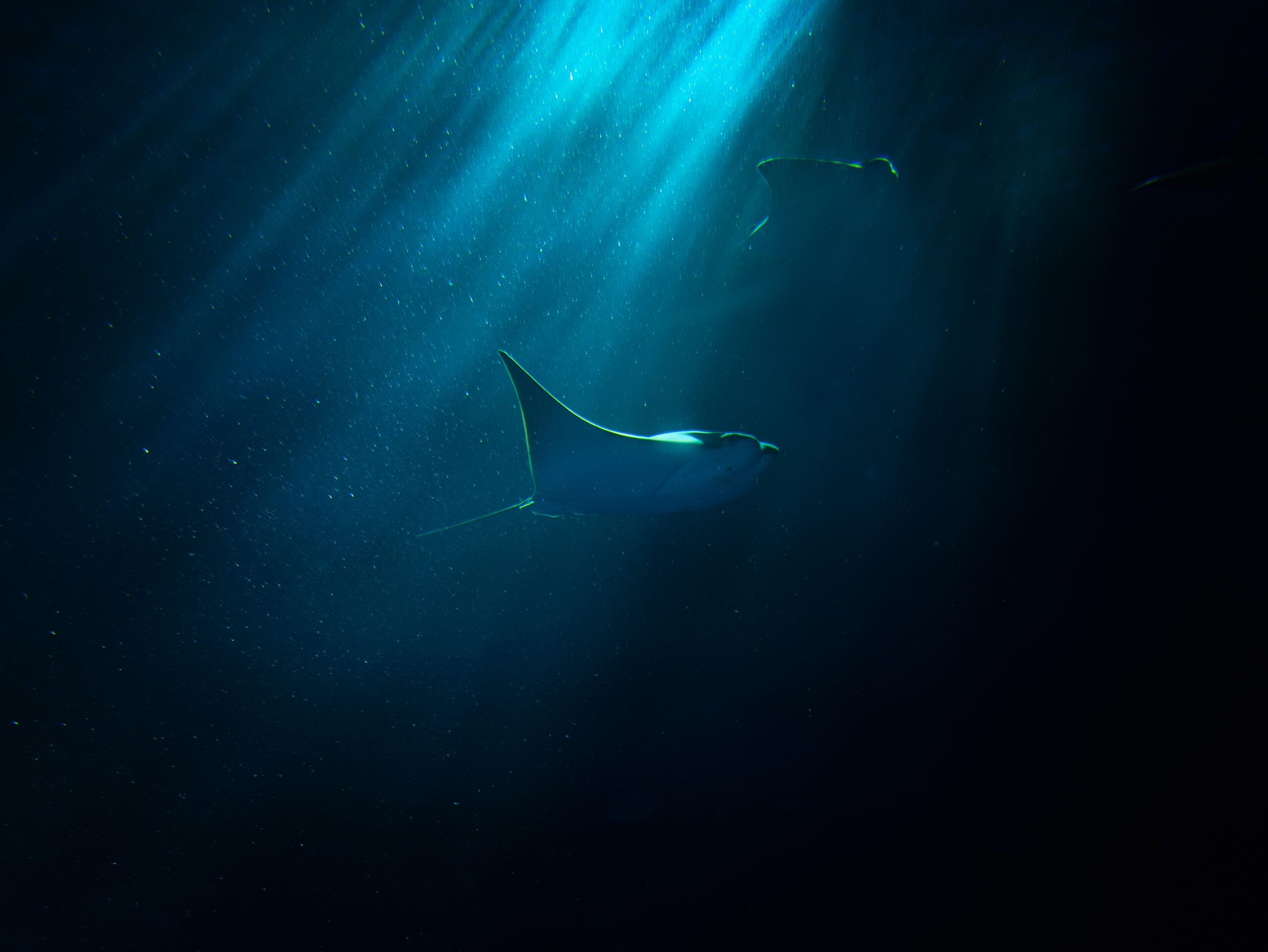 写真撮影・現像 - 写真、動画の撮影・編集はDFB